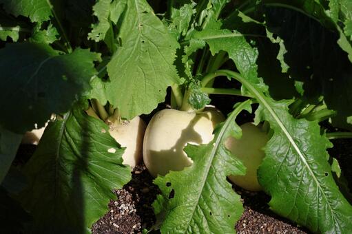 土の畑で栽培される緑の葉のサラダティーナ 土,畑,栽培の写真素材