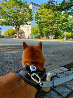 公園を眺めながら休憩する柴犬! 公園を眺めながら休憩する柴犬!の写真
