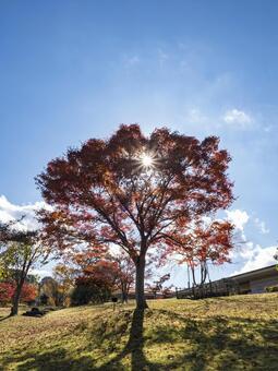 秋空に輝く紅葉の大樹と逆光の風景 紅葉,秋,逆光の写真素材
