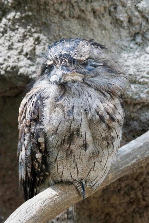 擬態するオーストラリアガマグチヨタカ 鳥,ヨタカ,擬態の写真素材