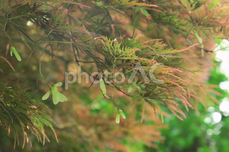 もみじの種 もみじ,種,春の写真素材