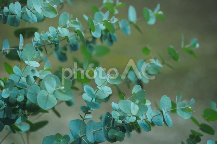 ユーカリに癒されて ユーカリ,ハーブ,芳香の写真素材
