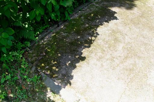 夏の日照りと木陰 夏の日照りと木陰の写真