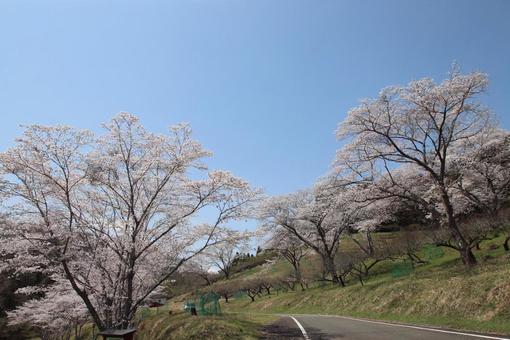 cherry blossoms, JPG cherry blossoms, JPG