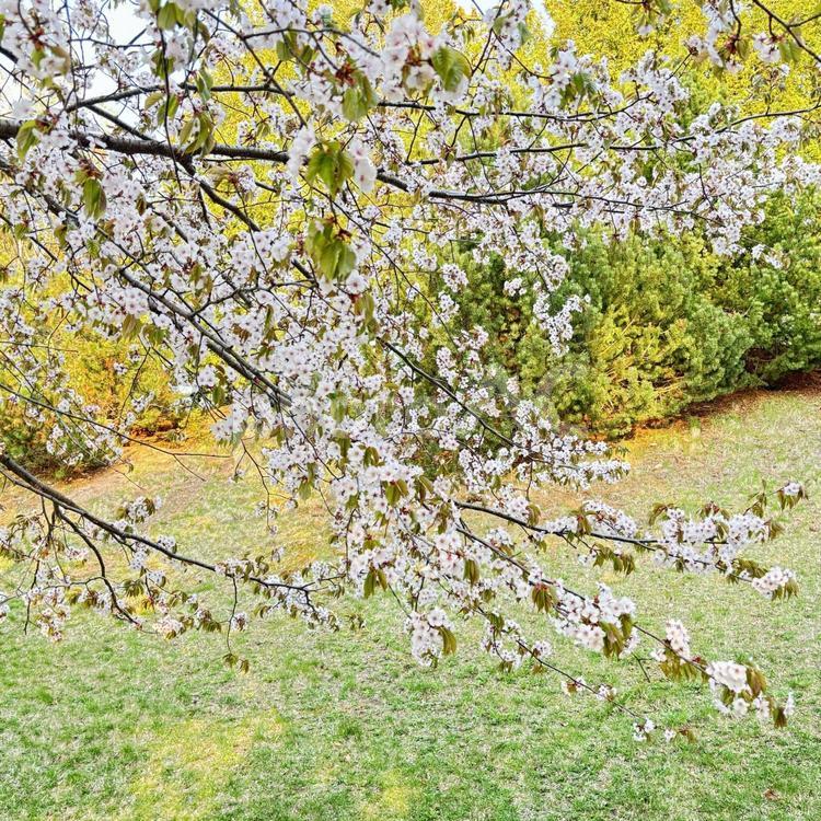 淡い色が美しい5月の札幌の公園 公園,姫リンゴの木,姫リンゴの写真素材