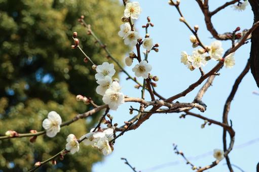 春を知らせる白梅の枝 白梅,梅,花の写真素材