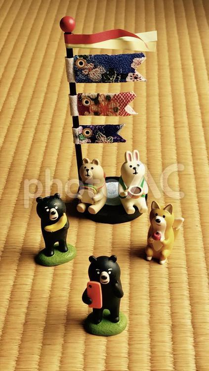 畳の上の節句 5月5日,うさぎ,かわいいの写真素材