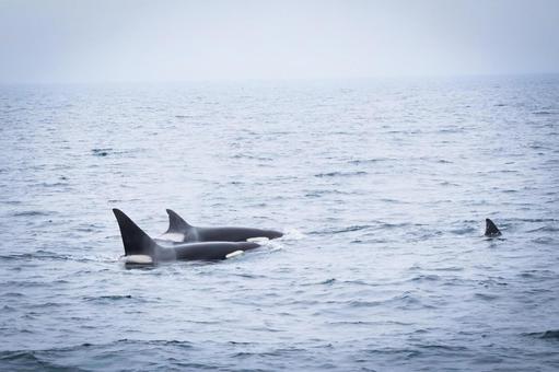 シャチの群れ シャチの群れ シャチ,オルカ,海の写真素材