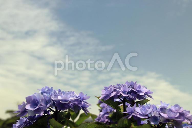 あぐりの丘のアジサイ04 アジサイ,6月,梅雨の写真素材