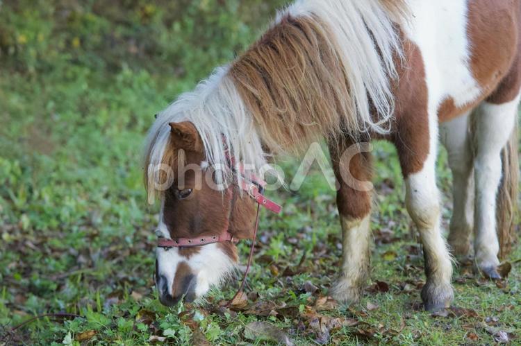 ポニー ポニー,動物,馬の写真素材