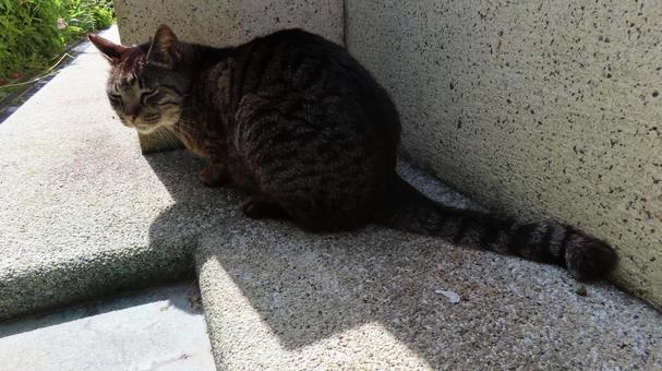 日差しを避けて日陰で涼むもふもふな猫 日差しを避けて日陰で涼むもふもふな猫の写真