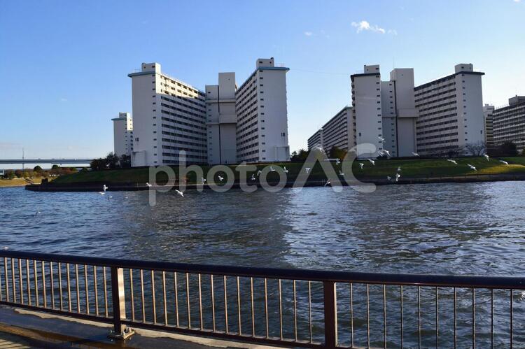 隅田川と豊島五丁目団地 いきもの,カモ,カモメの写真素材