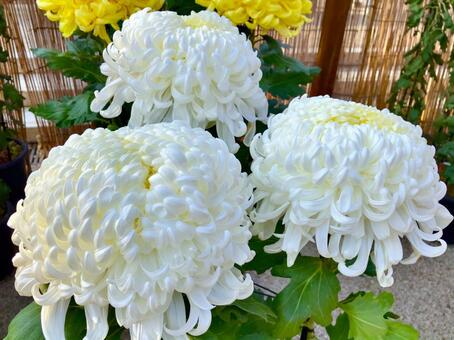 大輪の菊 菊,花,大輪の写真素材