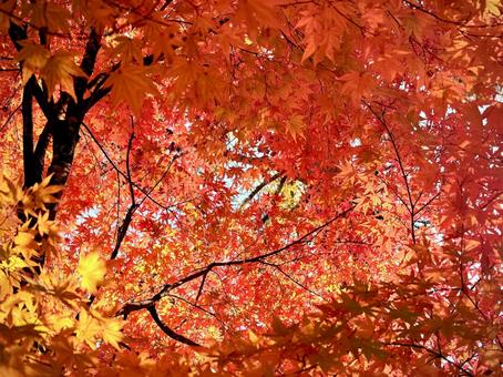 秋、鮮やかな渦の中 01 錦秋,紅葉,イロハモミジの写真素材