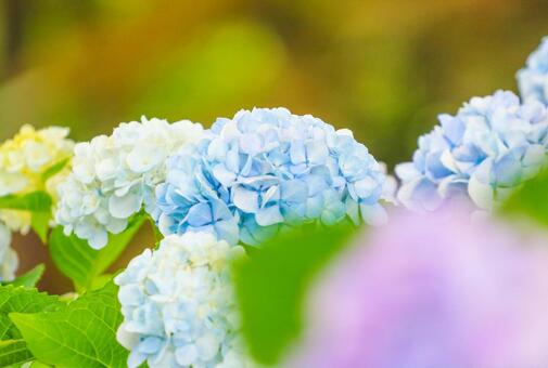 紫陽花38 あじさい,紫陽花,花の写真素材