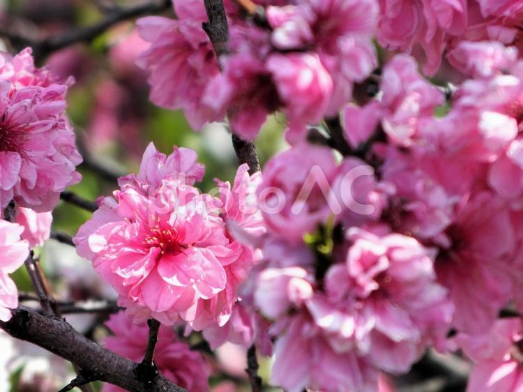 桃のピンクの美しい花 桃の花,桃,桃の木の写真素材