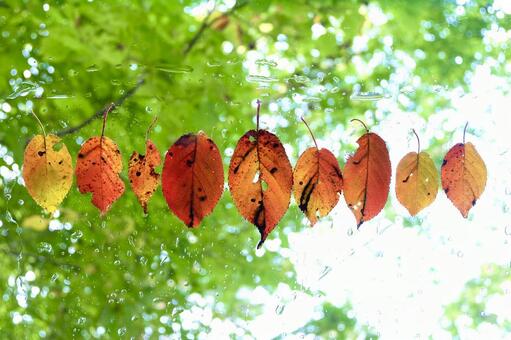 autumn, jesienią, liście, naturalne, JPG