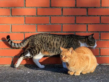 いつも仲良しな野良猫です。 いつも仲良しな野良猫です。の写真