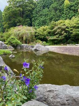 キキョウ 桔梗,池,鯉の写真素材