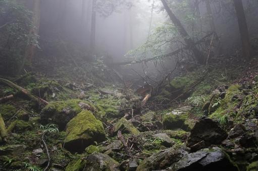 霧 霧 山,木,雲の写真素材