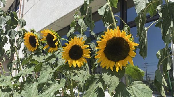 ひまわり４つの写真