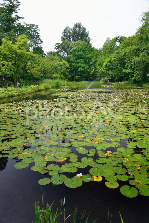 大野池の睡蓮 大野池,睡蓮,北海道大学の写真素材