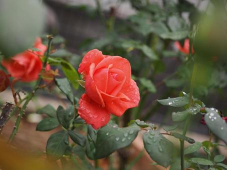 バラ園で綺麗な薔薇を撮った写真です バラ園で綺麗な薔薇を撮った写真です 花,薔薇,自然の写真素材