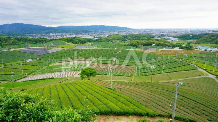 八女中央大茶園展望所からの眺め 八女市,福岡,観光の写真素材