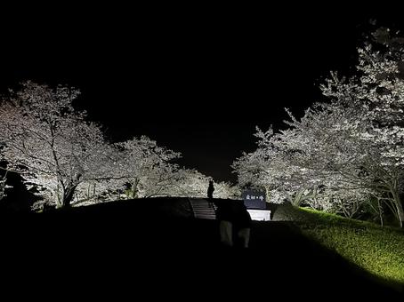 最初ヵ峰 夜桜,花見,桜の写真素材