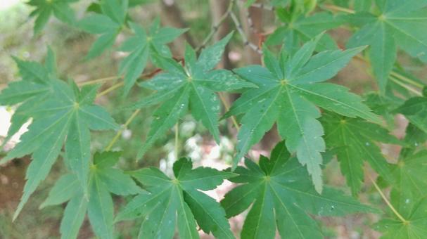 新緑のカエデの写真