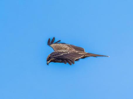 空を飛ぶトビ・トンビ トビ,鳶,野鳥の写真素材
