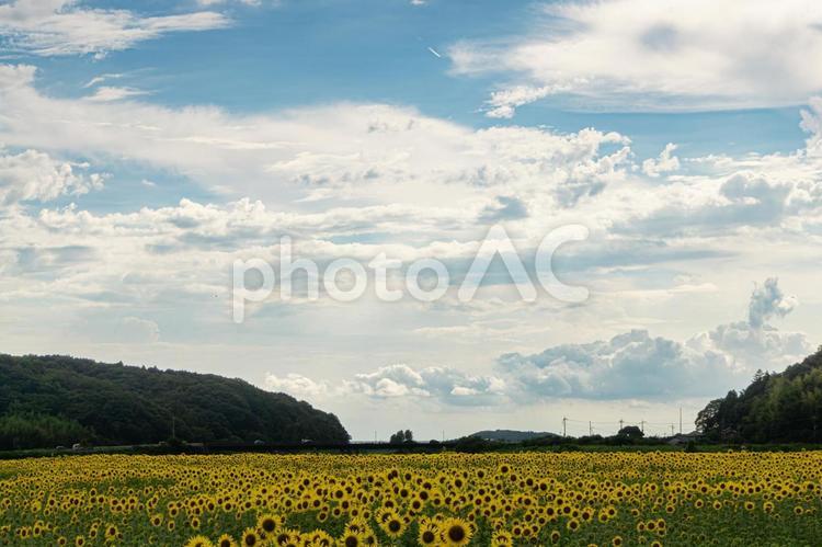 益子町のひまわり畑 夏の花,夏のイメージ,ヒマワリの写真素材
