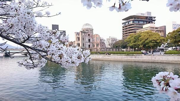 桜 桜 桜,さくら,春の写真素材