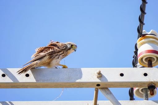 チョウゲンボウ チョウゲンボウ チョウゲンボウ,野鳥,鳥の写真素材