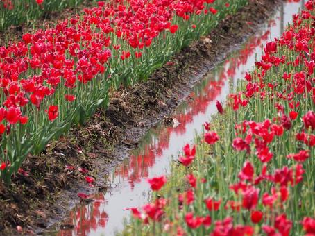 Tulips, JPG