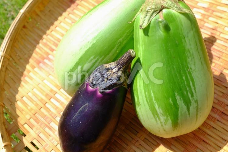 夏の無農薬野菜　なす 夏野菜,なす,お取り寄せの写真素材