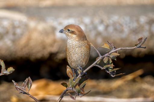枝にとまるモズ・百舌鳥 枝にとまるモズ・百舌鳥の写真