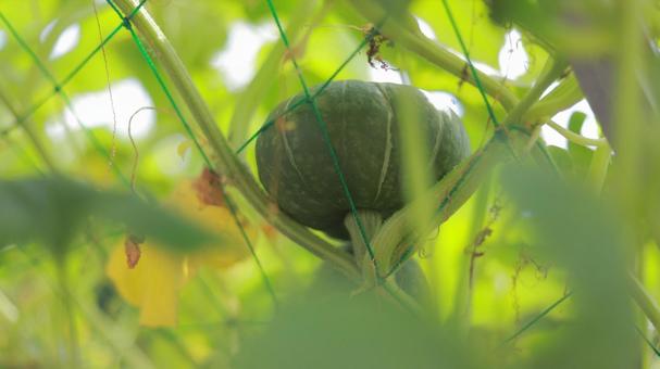 畑でのびのびと育つ7月のガボチャ 畑でのびのびと育つ7月のガボチャ かぼちゃ,カボチャ,南瓜の写真素材