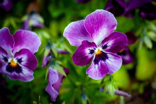 パンジーの花/ビオラ パンジーの花/ビオラの写真