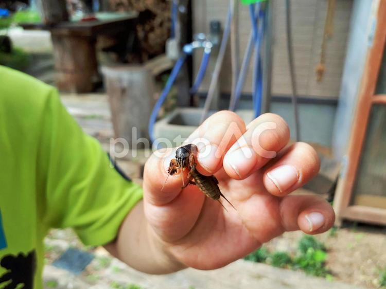 僕らはみんな生きている 虫さがし,虫取り,おけらの写真素材