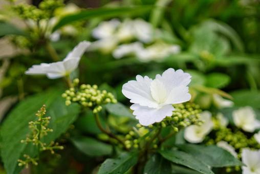 長男 春,新緑,紫陽花の写真素材