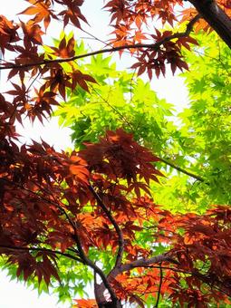 季節の交差点 季節の交差点 紅葉,新緑,もみじの写真素材