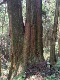 Photo, millennium cedar (cryptomeria japonica d. d.), fir, big trees, 