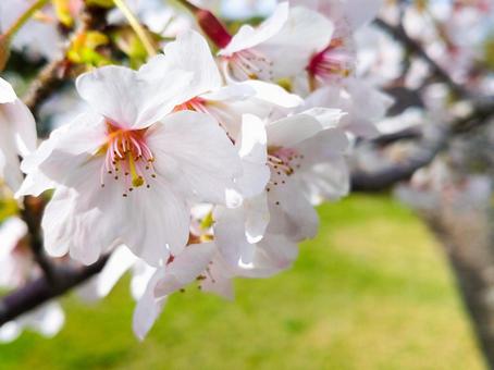 Cherry blossom viewing season, JPG