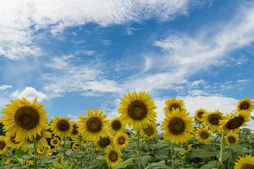 夏の花 夏の花の写真