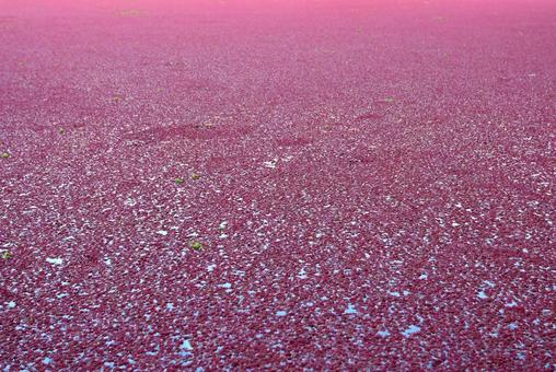 アカウキクサ アカウキクサ,水草,浮草の写真素材