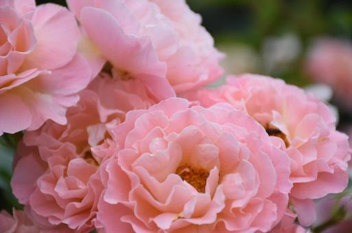 ピンクのバラ ピンクのバラ 北海道,バラ,花の写真素材