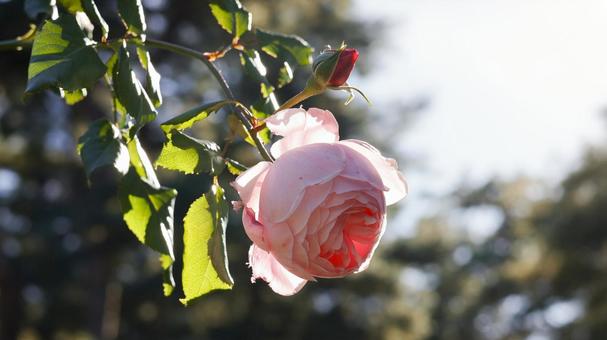 【花の写真】ばらの花 rose,植物,園芸の写真素材
