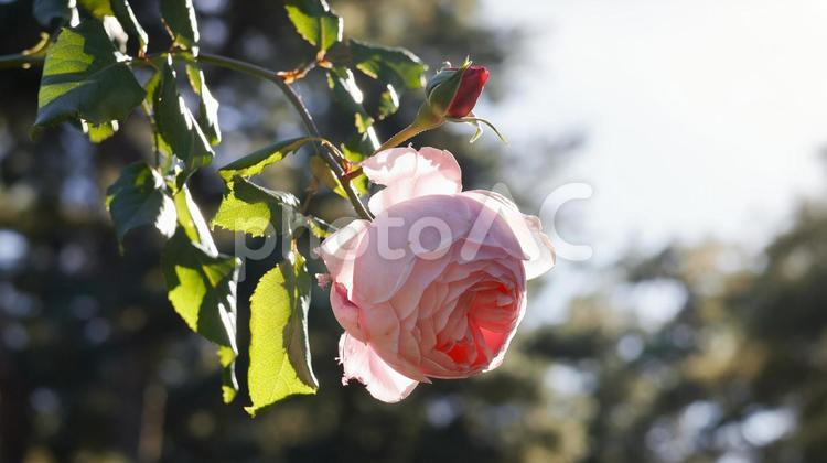 【花の写真】ばらの花 rose,植物,園芸の写真素材