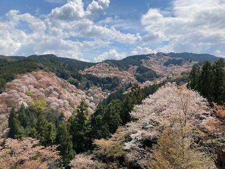 吉野山・一目千本 吉野山,一目千本,桜の写真素材